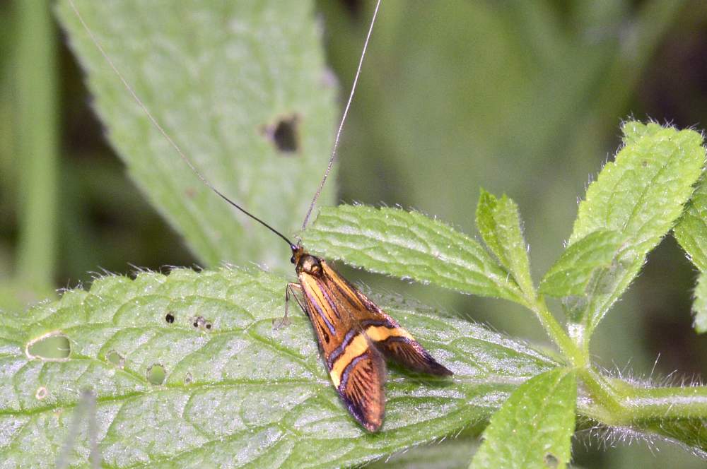 farfallina da ID credo nemophora degeerella forse maschio