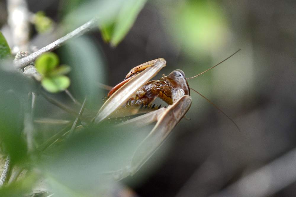 Mantis religiosa che...conclude l''accoppiamento