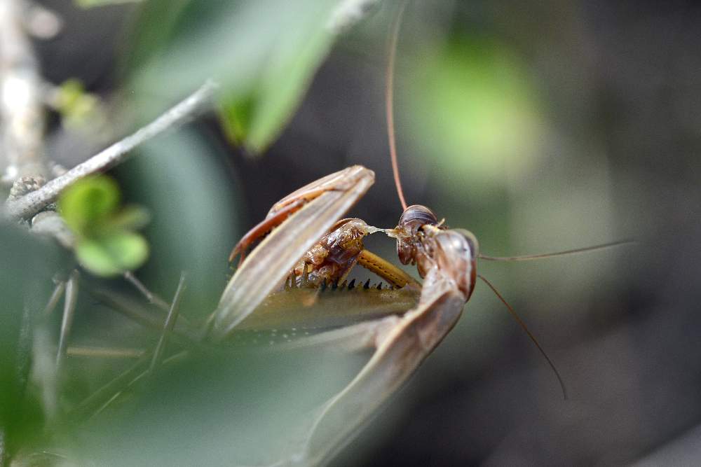 Mantis religiosa che...conclude l''accoppiamento