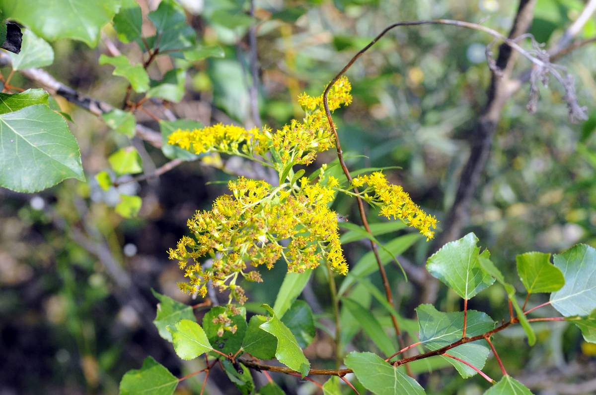Fiore da ID Solidago ??