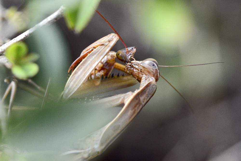 Mantis religiosa che...conclude l''accoppiamento