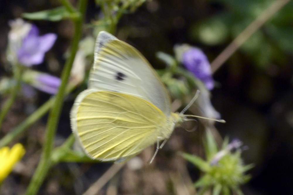 pieris mannii o almeno spero