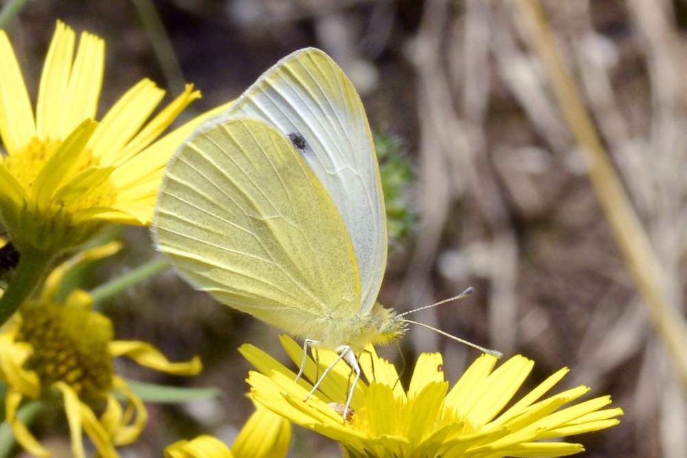 pieris mannii o almeno spero
