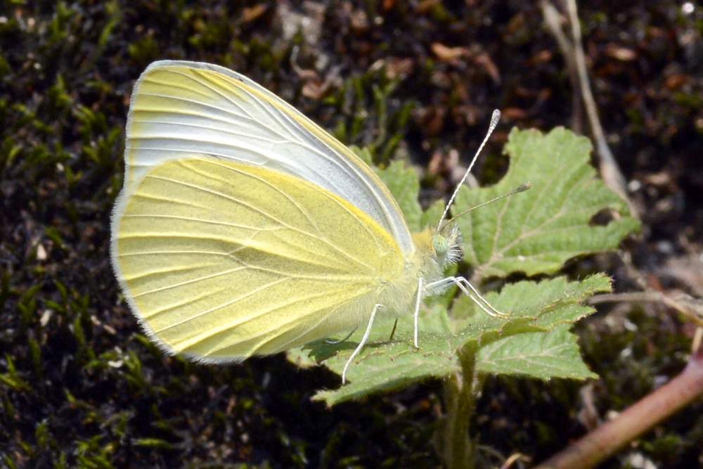 pieris mannii o almeno spero