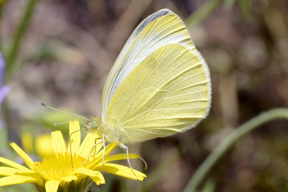 pieris mannii o almeno spero