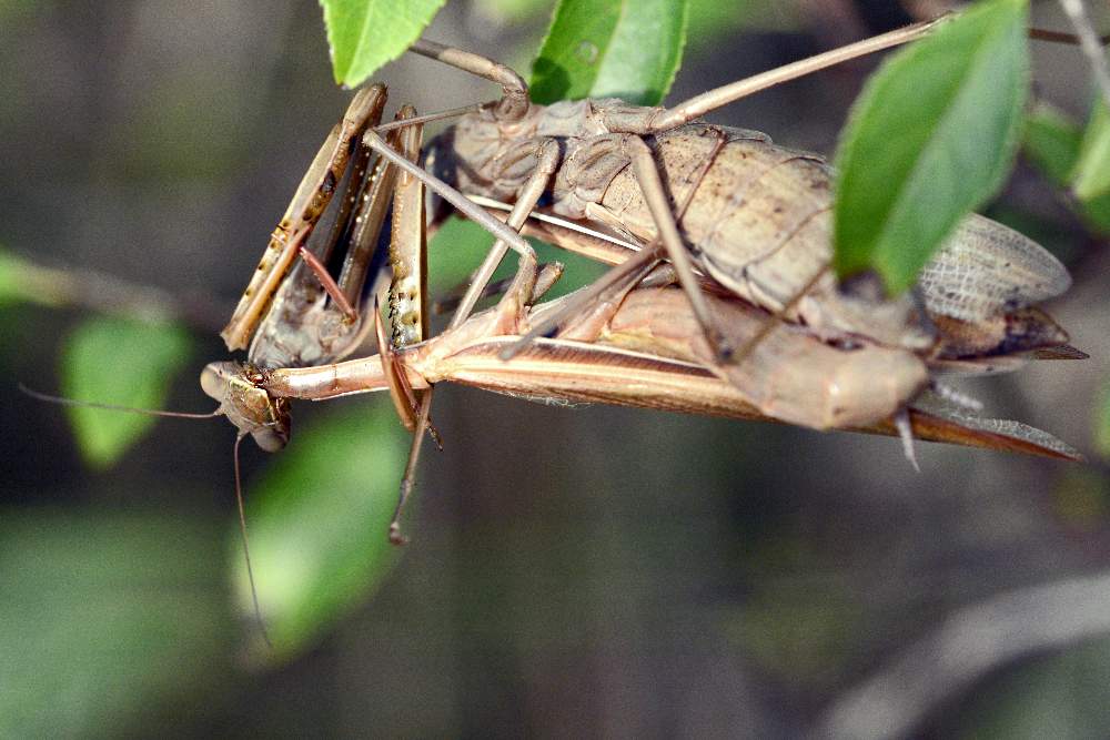 Mantis religiosa che...conclude l''accoppiamento