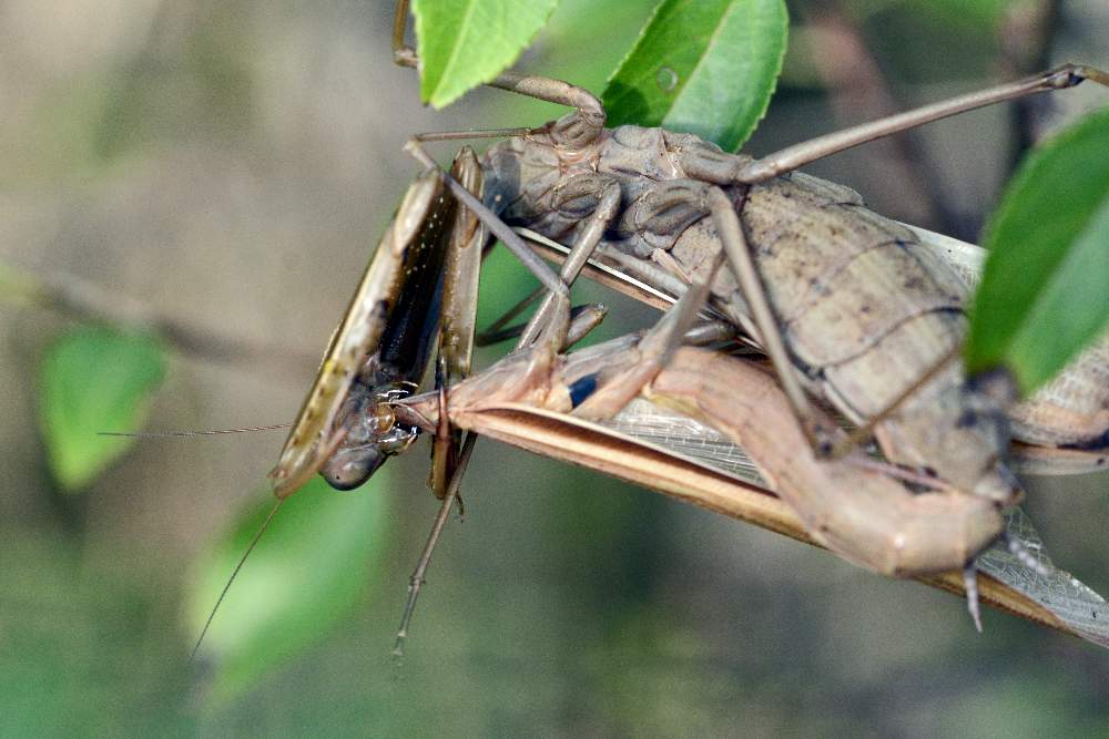 Mantis religiosa che...conclude l''accoppiamento