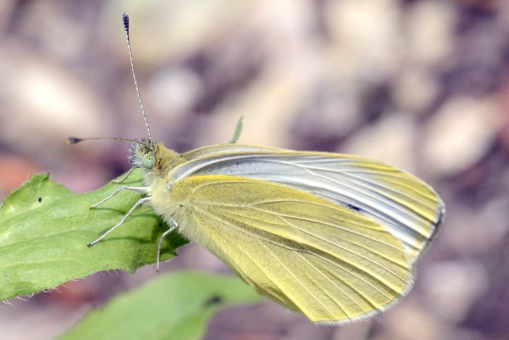 pieris mannii o almeno spero