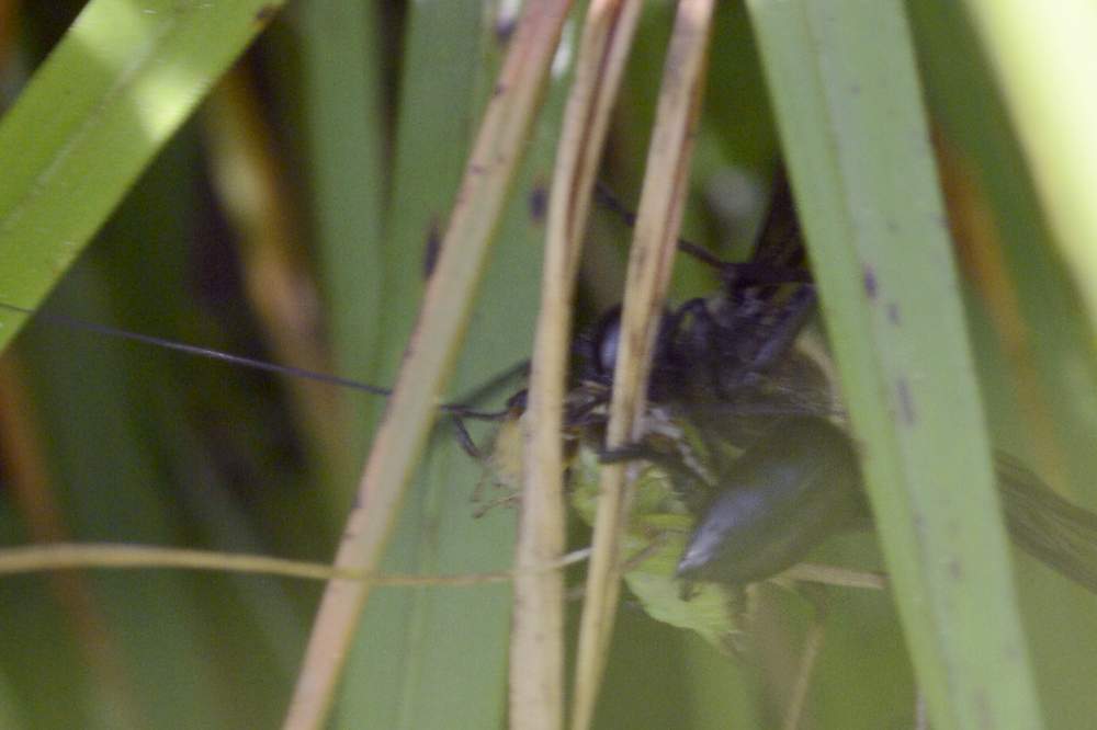 Vespa blu predatrice: Chalybion aff. californicum