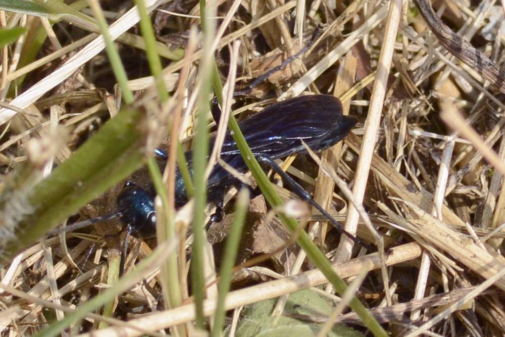 Vespa blu predatrice: Chalybion aff. californicum