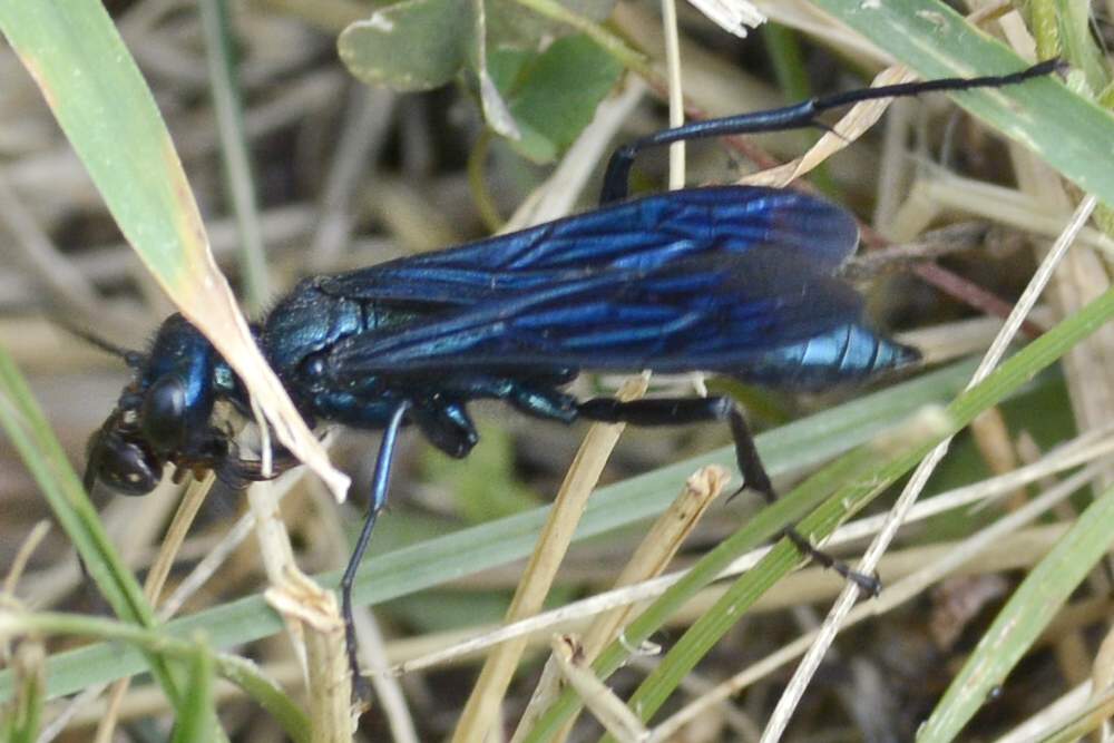 Vespa blu predatrice: Chalybion aff. californicum
