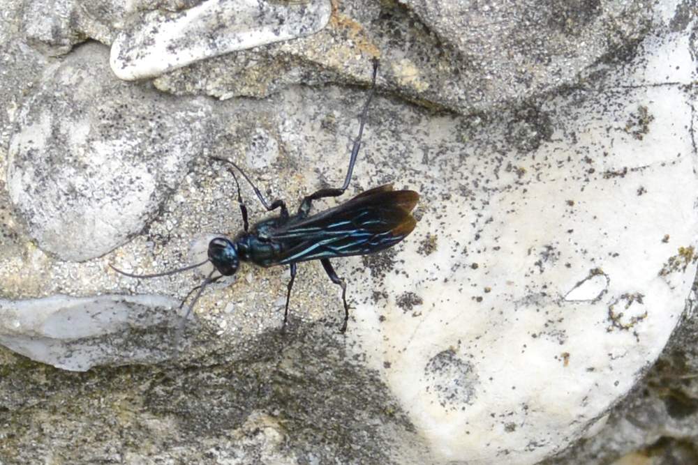 Vespa blu predatrice: Chalybion aff. californicum