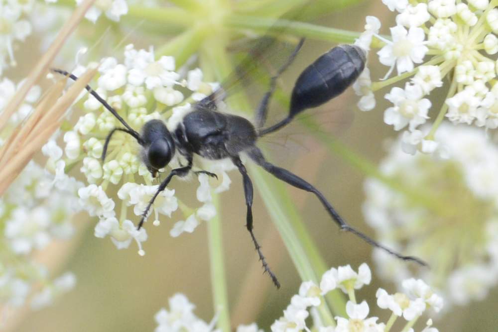 Vespa nera sui fiori: Isodonthia mexicana
