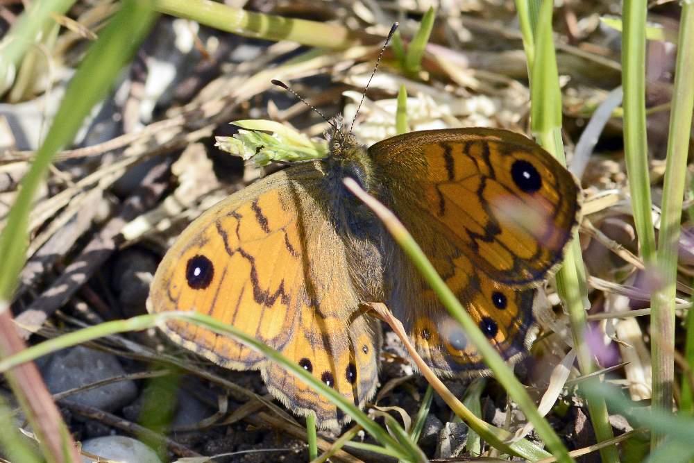 Lasiommata megera, Nymphalidae Satyrinae