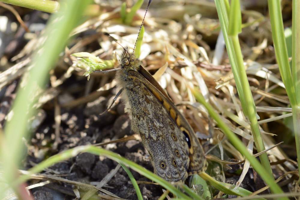Lasiommata megera, Nymphalidae Satyrinae