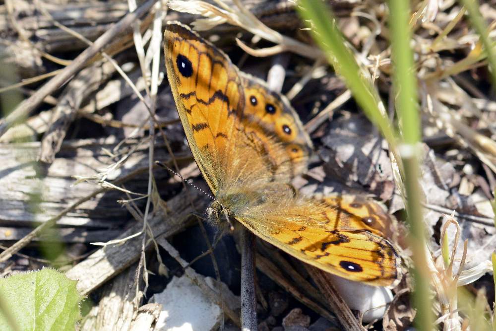 Lasiommata megera, Nymphalidae Satyrinae
