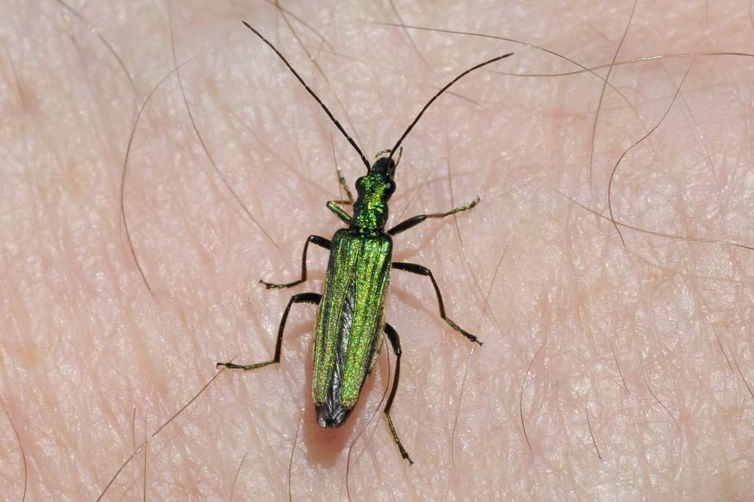 Oedemera nobilis ?