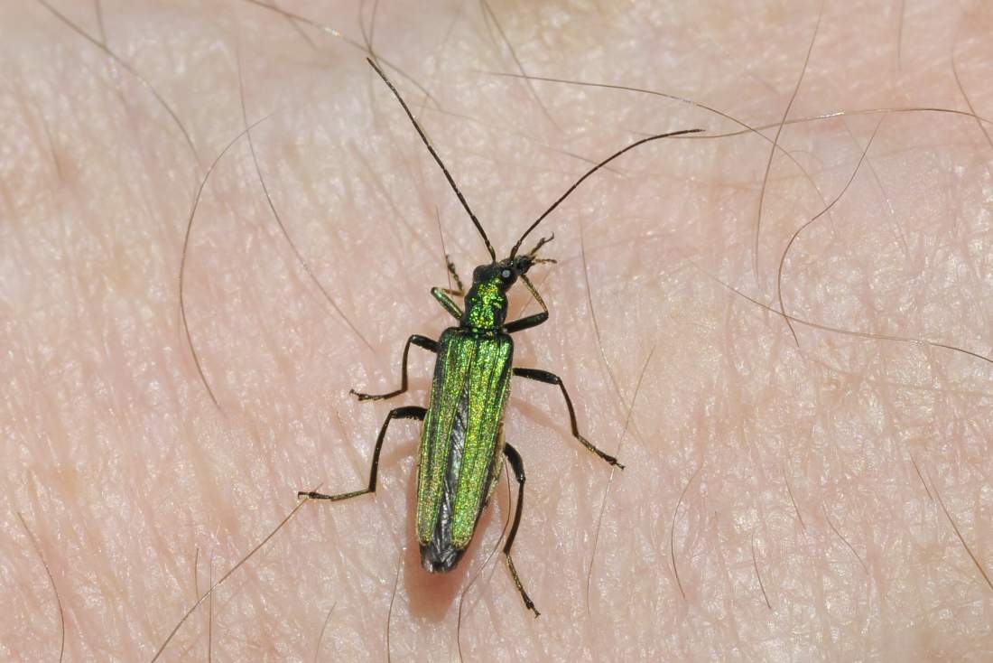 Oedemera nobilis ?