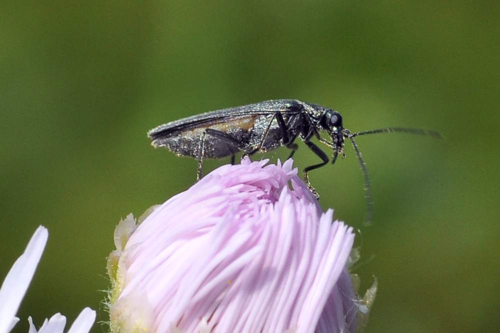 Oedemera sp. (gruppo lurida)