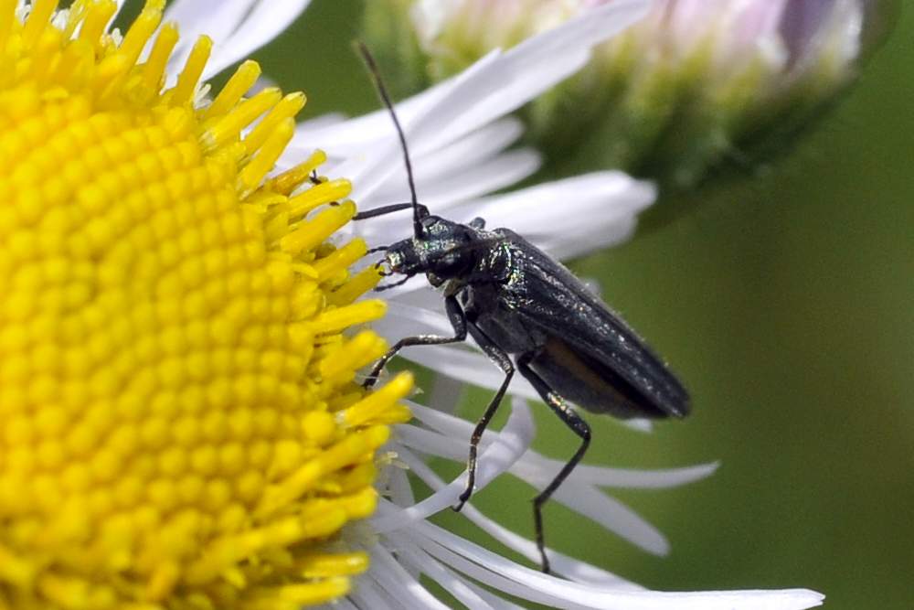 Oedemera sp. (gruppo lurida)