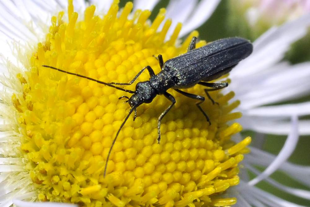 Oedemera sp. (gruppo lurida)