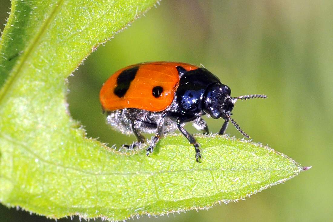 Clytra laeviuscula