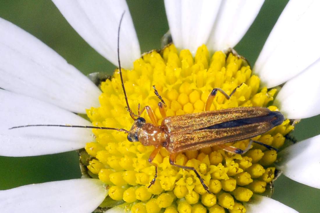 Oedemera podagrariae?