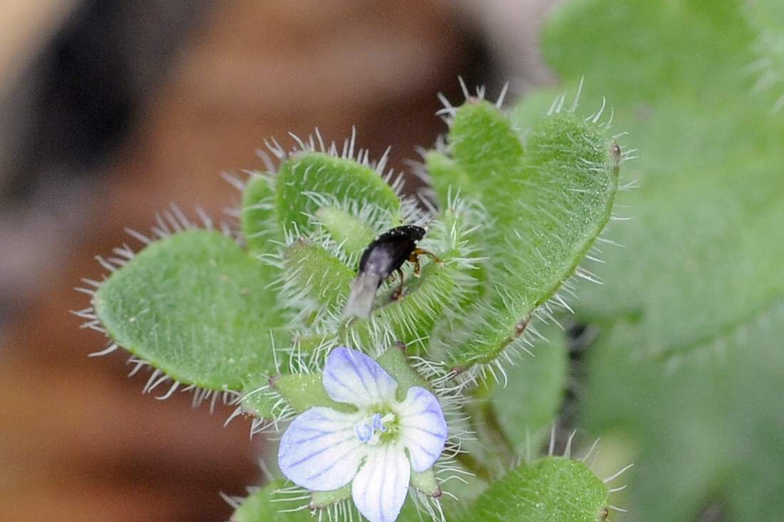Nitidulidae - Meligethes?