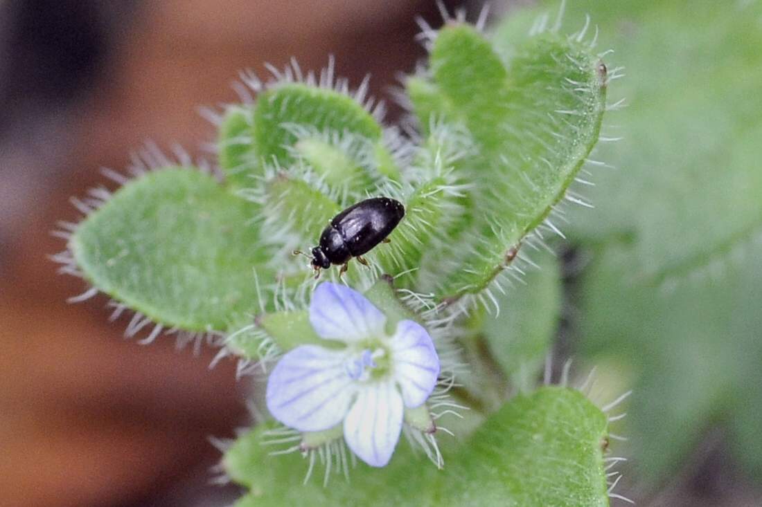 Nitidulidae - Meligethes?