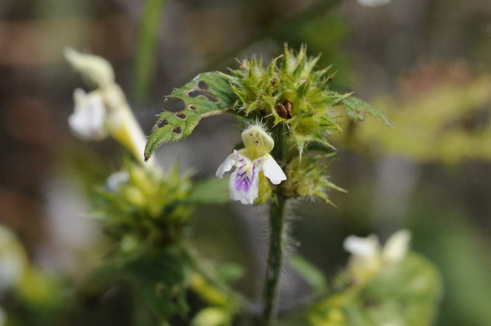 Galeopsis da ID
