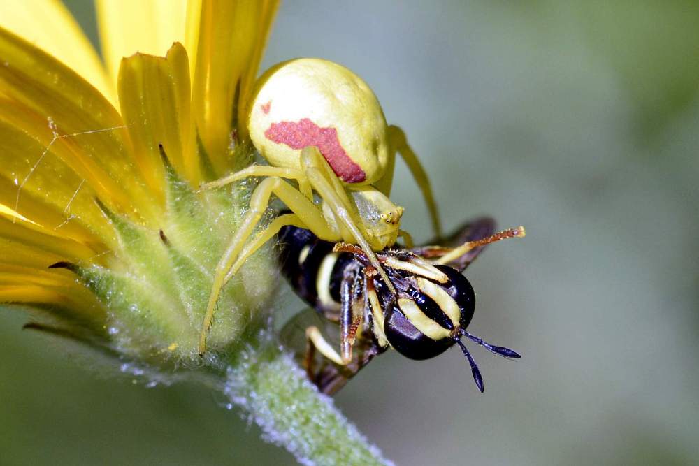 Misumena vatia - Revine Lago (TV)