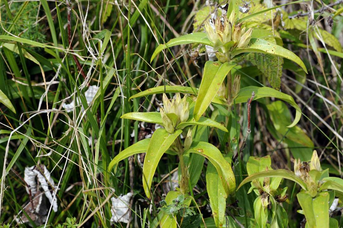 Gentiana cruciata
