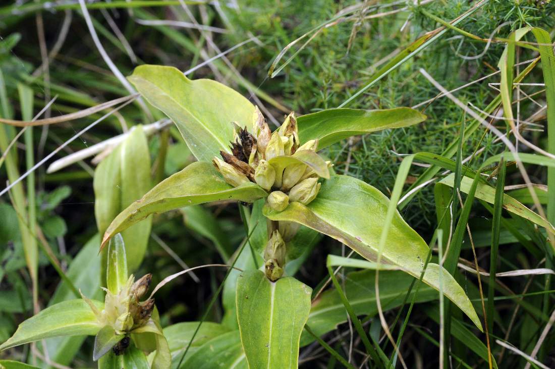 Gentiana cruciata