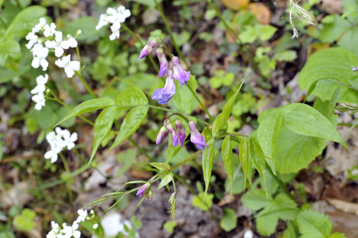 Lathyrus o vicia? Lathyrus vernus