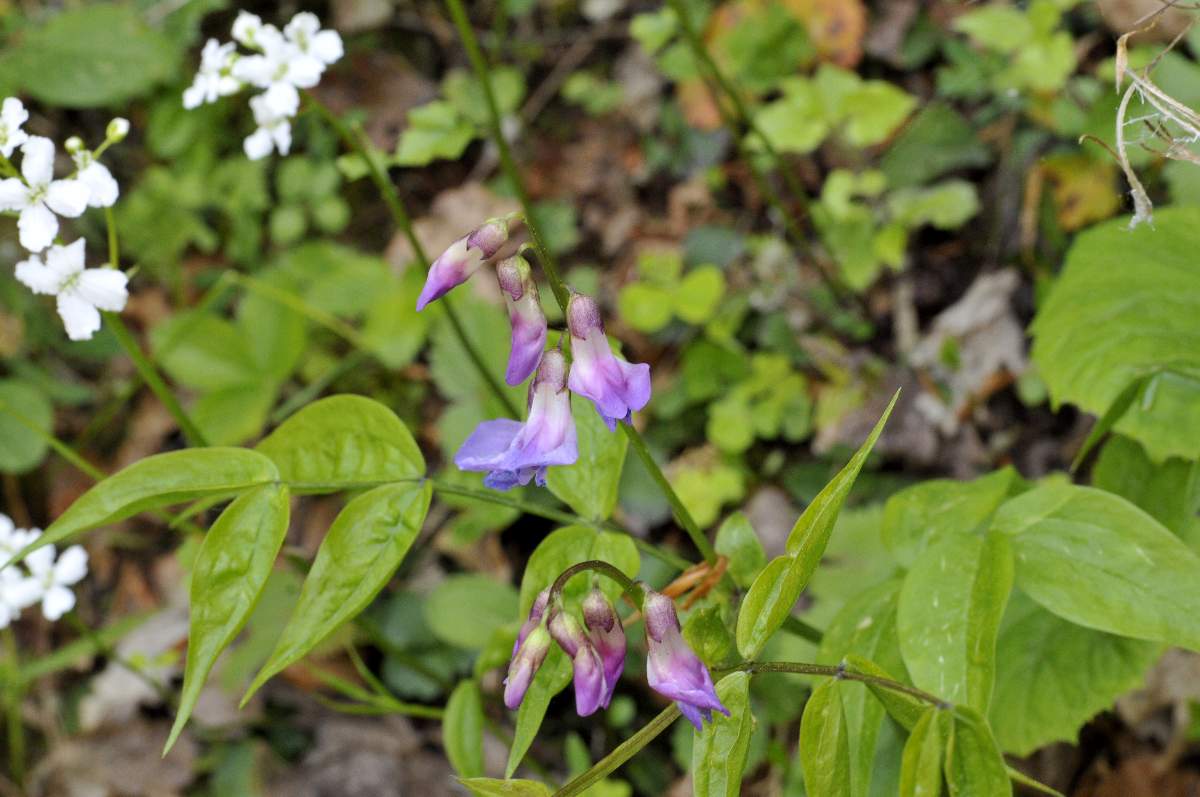 Lathyrus o vicia? Lathyrus vernus