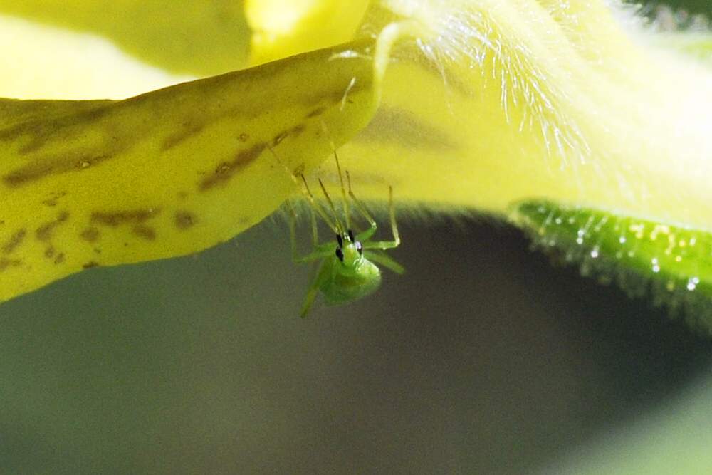 Miridae: Macrolophus sp. del Veneto (TV)