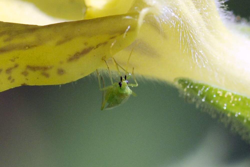 Miridae: Macrolophus sp. del Veneto (TV)
