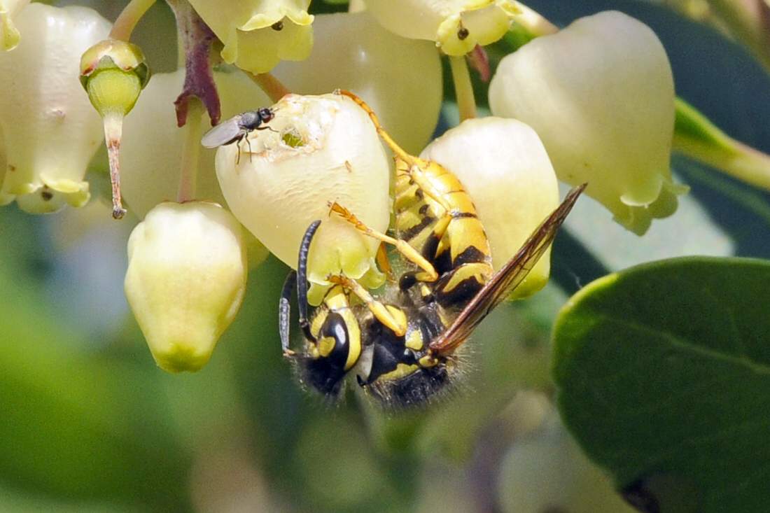 Vespula germanica