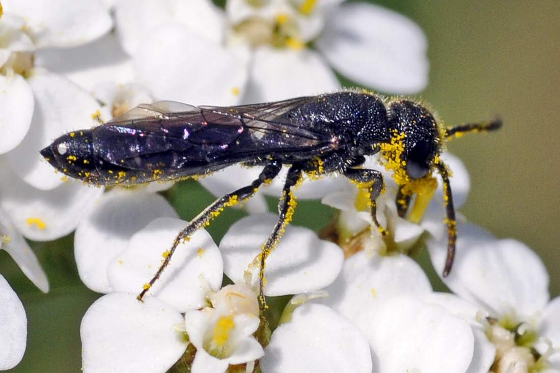 Sapygina decemguttata (Sapygidae)