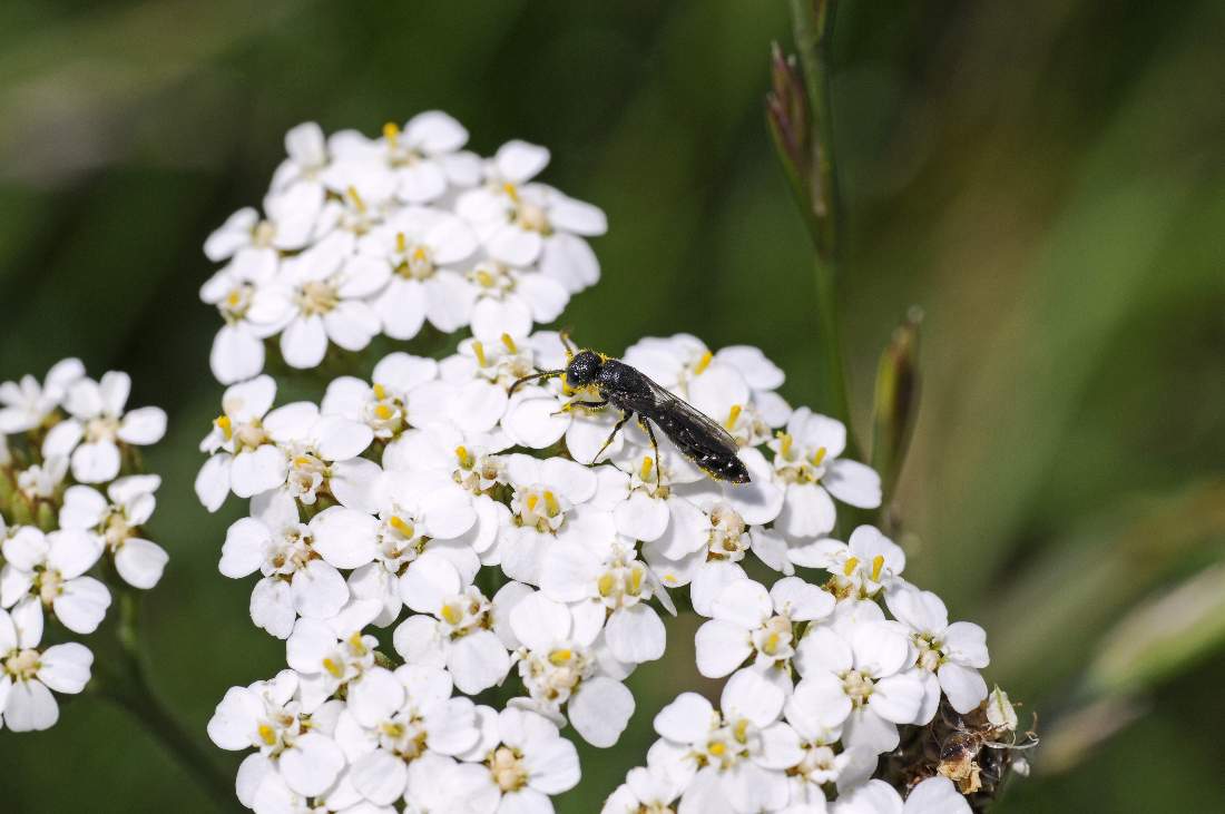 Sapygina decemguttata (Sapygidae)