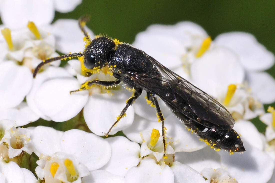 Sapygina decemguttata (Sapygidae)