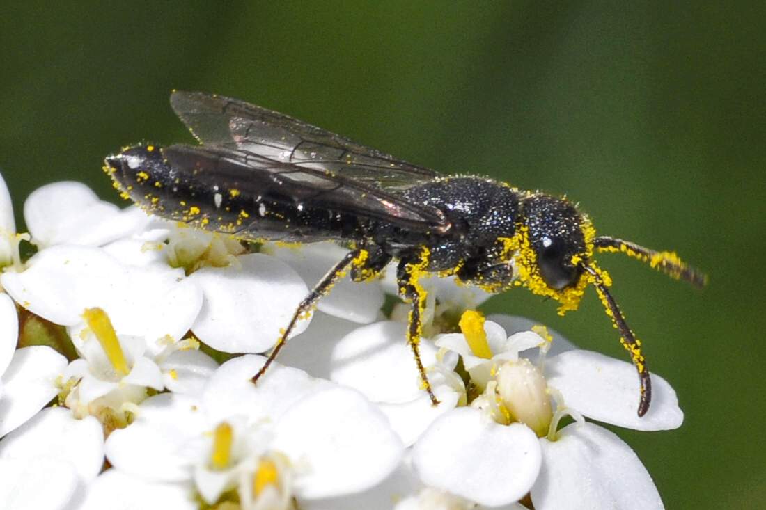 Sapygina decemguttata (Sapygidae)