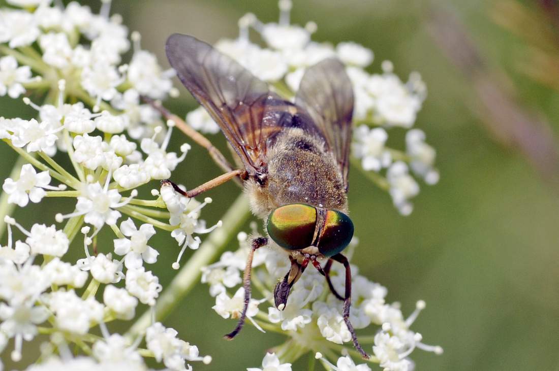 occhi verdi: Tabanus cfr bovinus