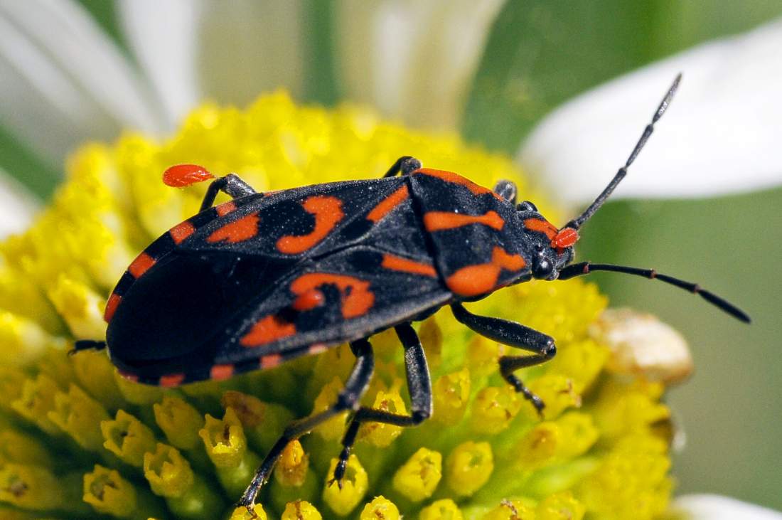 Lygaeidae: Spilostethus saxatilis del Veneto (TV)