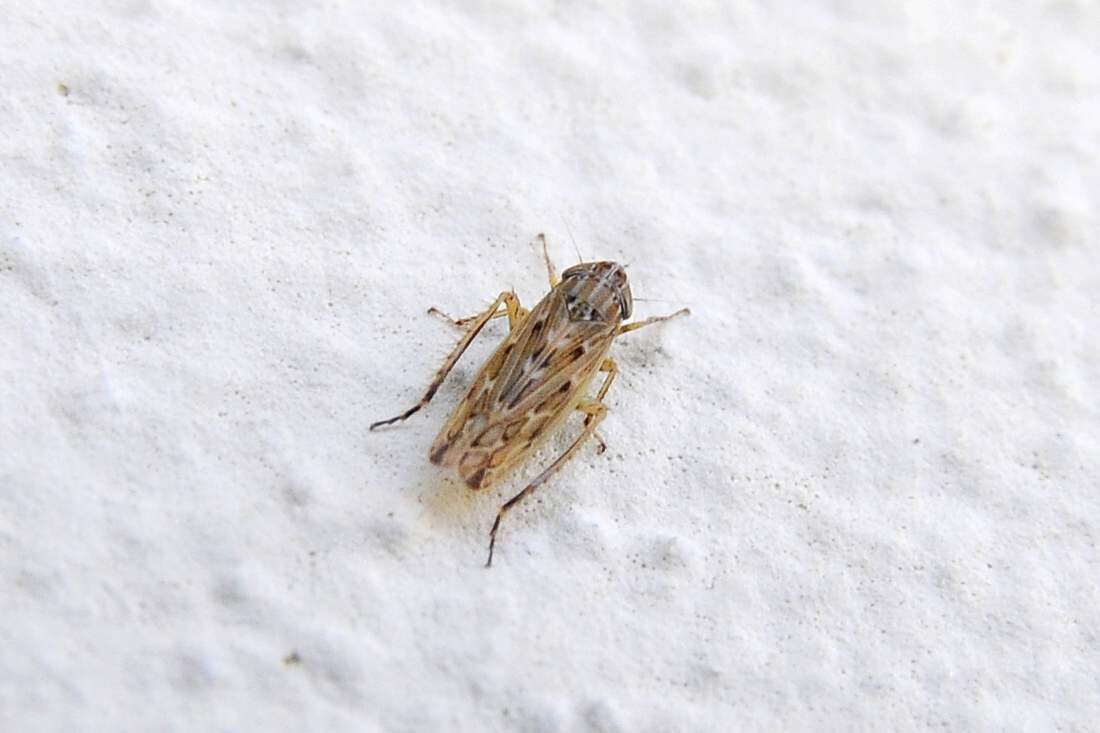 Cicadellidae Generi : Arocephalus ?  Psammotettix ?
