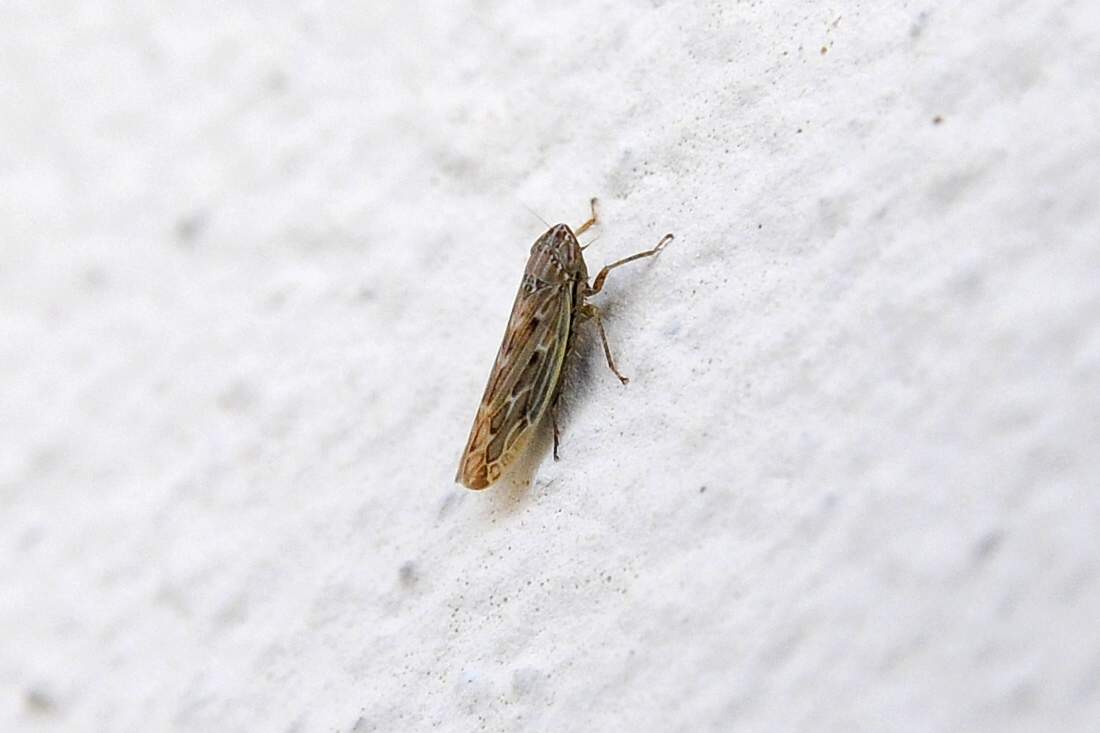 Cicadellidae Generi : Arocephalus ?  Psammotettix ?