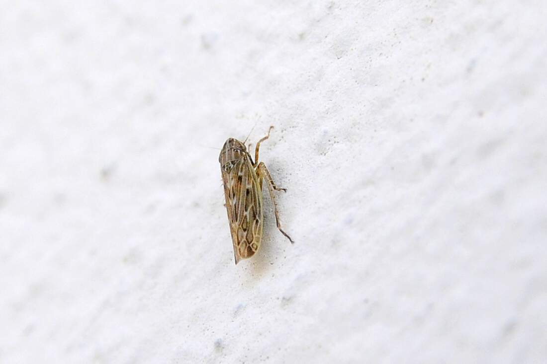 Cicadellidae Generi : Arocephalus ?  Psammotettix ?