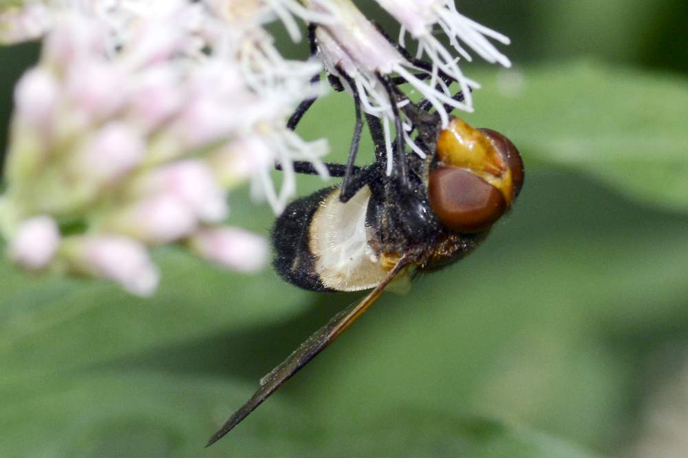 Dittero da ID