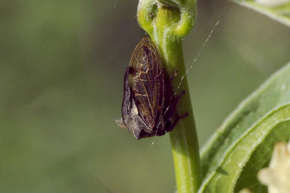 Credo centrotus cornutus da ID. S