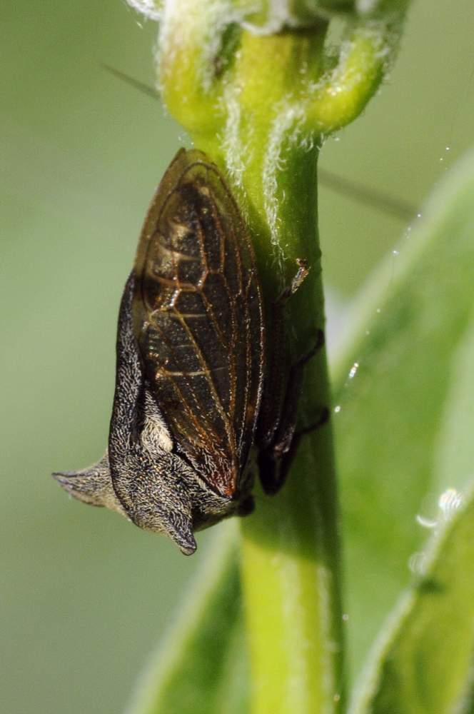 Credo centrotus cornutus da ID. S